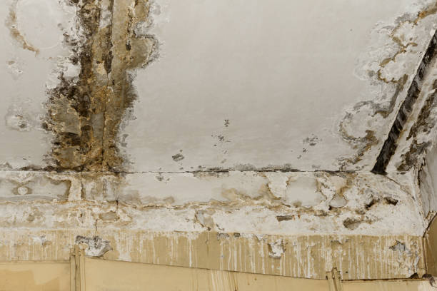 Best Water Damage & Mold Remediation  in Vista Center, NJ