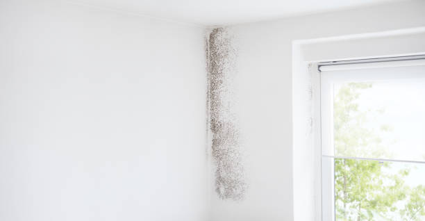 Best Airborne Mold Testing  in Vista Center, NJ