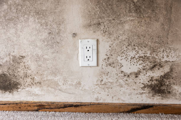 Best Dehumidification Services  in Vista Center, NJ