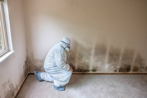 Best Comprehensive Air Testing for Mold Contaminants  in Vista Center, NJ